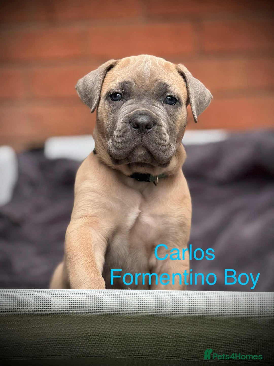 Cane Corso dogs for sale: 🐾✨PatoSquad Kennel FCI Grand Champion Puppies✨🐾 - Advert 10