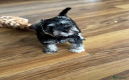 Miniature Schnauzer dogs for sale:  kc/Bva eye tested clear vet checked & certificate - Advert 15