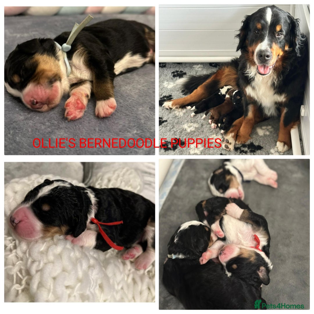 Goldendoodle dogs for stud: FULLY HEALTH TESTED! MOYEN POODLE STUD! in Kettering - Image 30