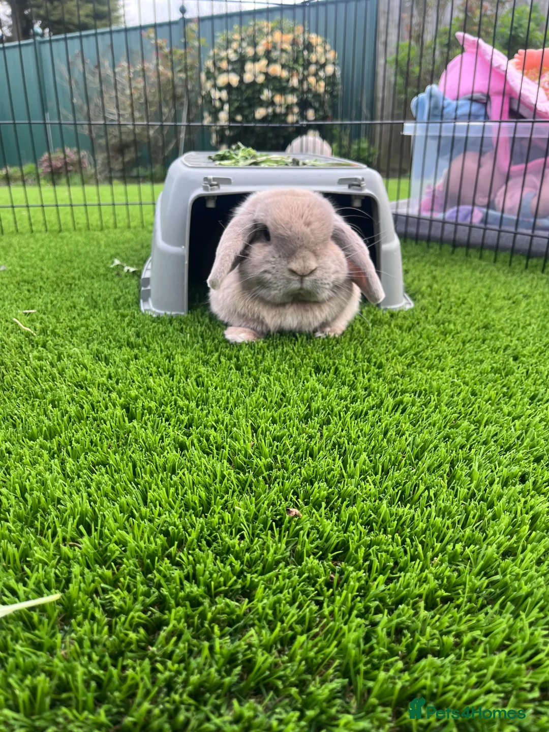 Mini Lop rabbits for sale: Mini lop for sale  in Nuneaton - Advert 2