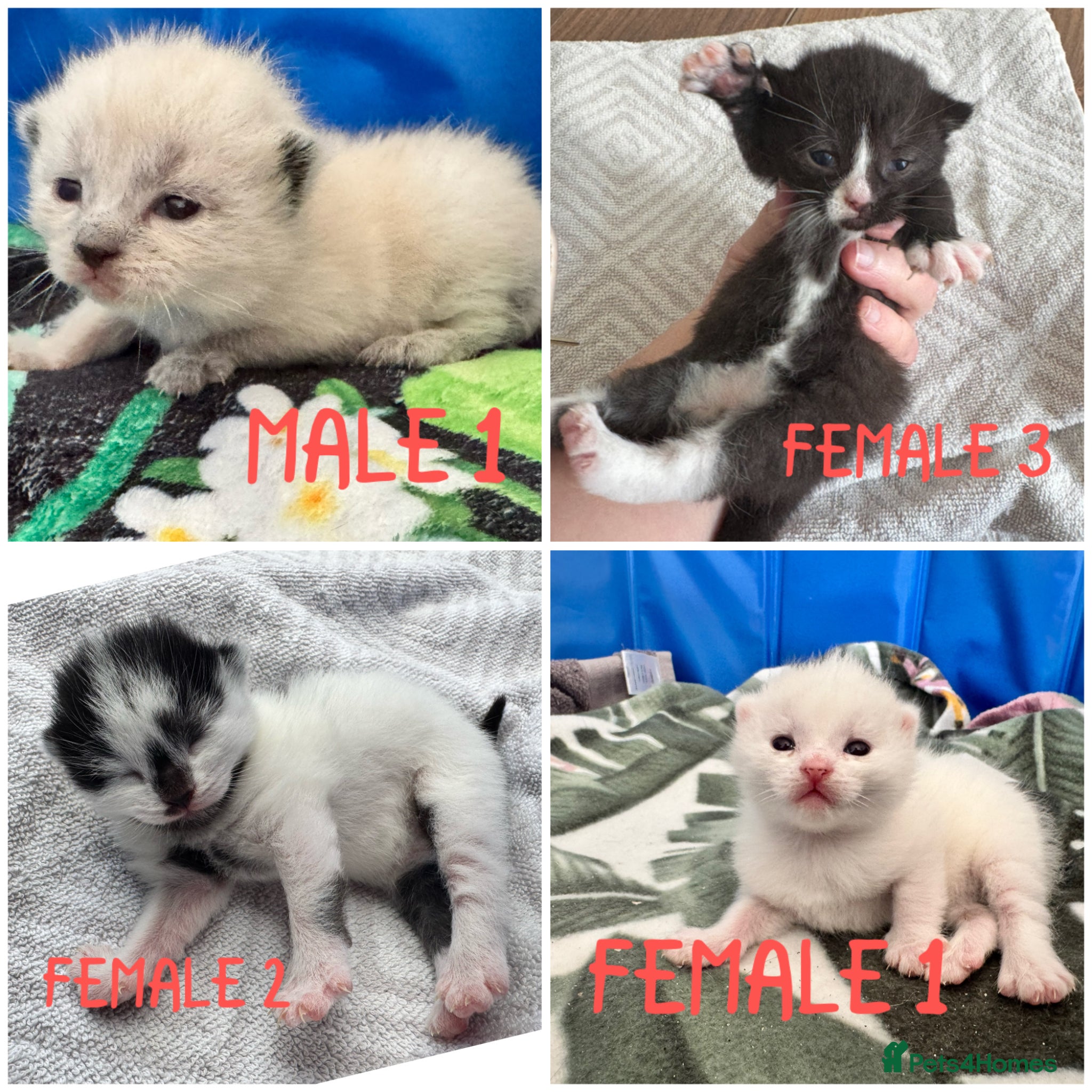 Siamese cats Siamese stunners  - Advert 1