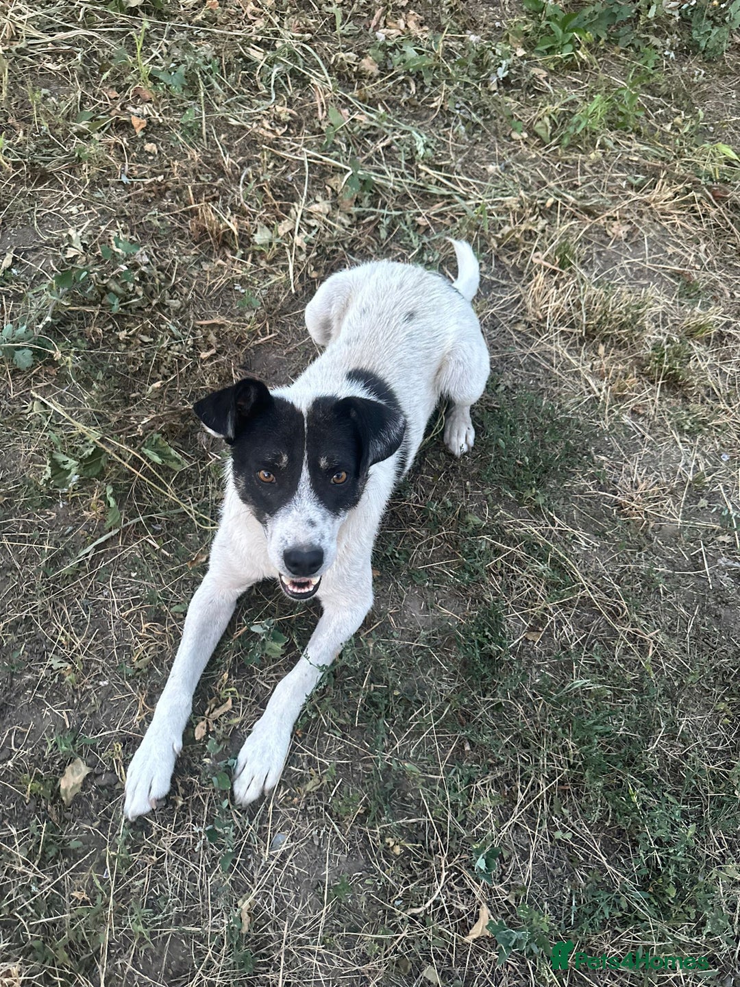 Mixed Breed dogs for adoption: PATROCLE – a Lovely boy for a Loving Home - Image 26
