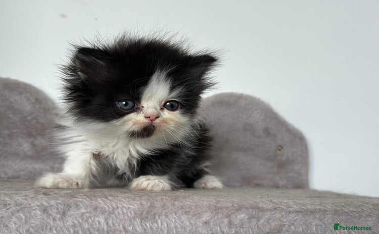Persian cats - Advert 3