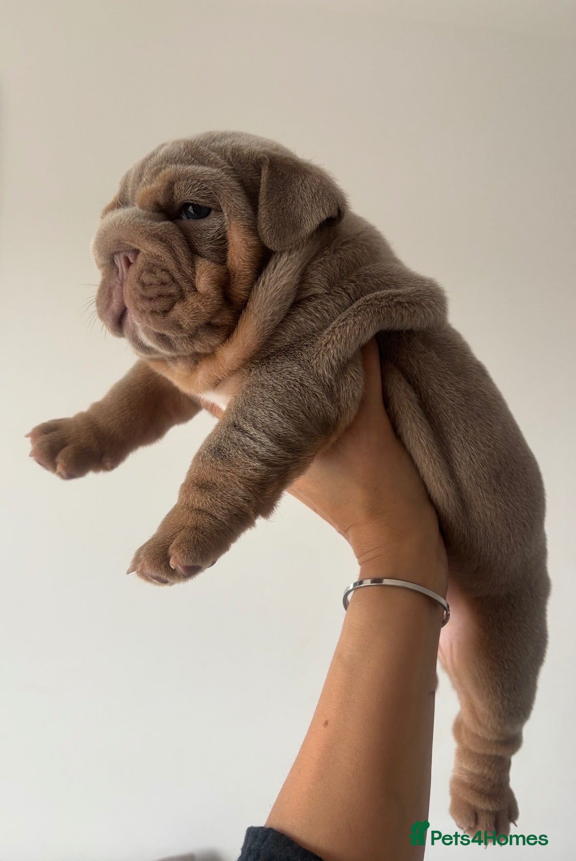 English Bulldog dogs *** QUALITY ENGLISH BULLDOG’s *** - Advert 2