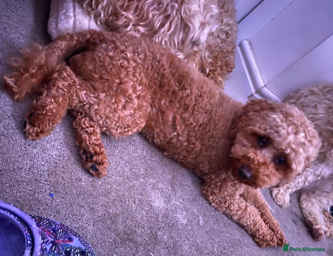 Cockapoo dogs for sale: F1B apricot cockapoos  - Advert 7