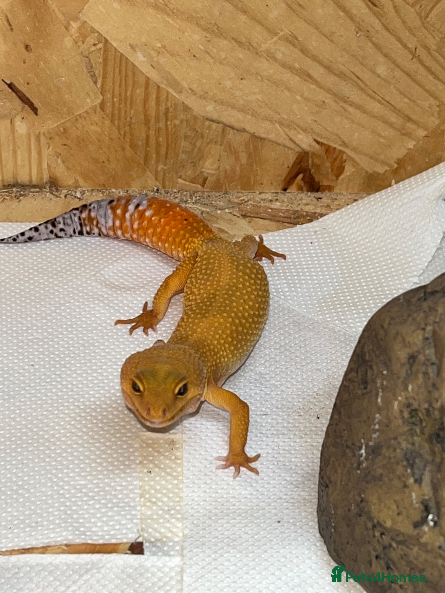 Gecko reptiles Mandarin leopard Gheckos - Advert 1