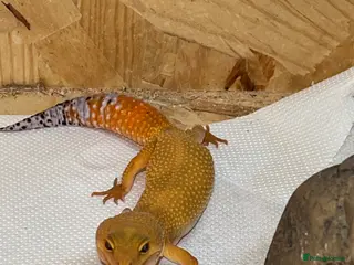 Gecko reptiles Mandarin leopard Gheckos - Advert 1