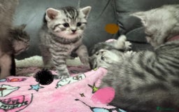 British Shorthair cats for sale: GCCF Reg BSH Silver Tabby & Spotted kittens - Advert 13