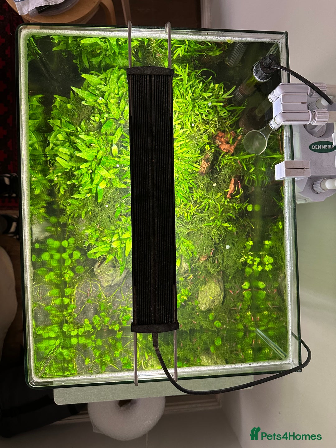 Shrimps fish for sale: Neocaridina Shrimp Aquarium  - Image 6
