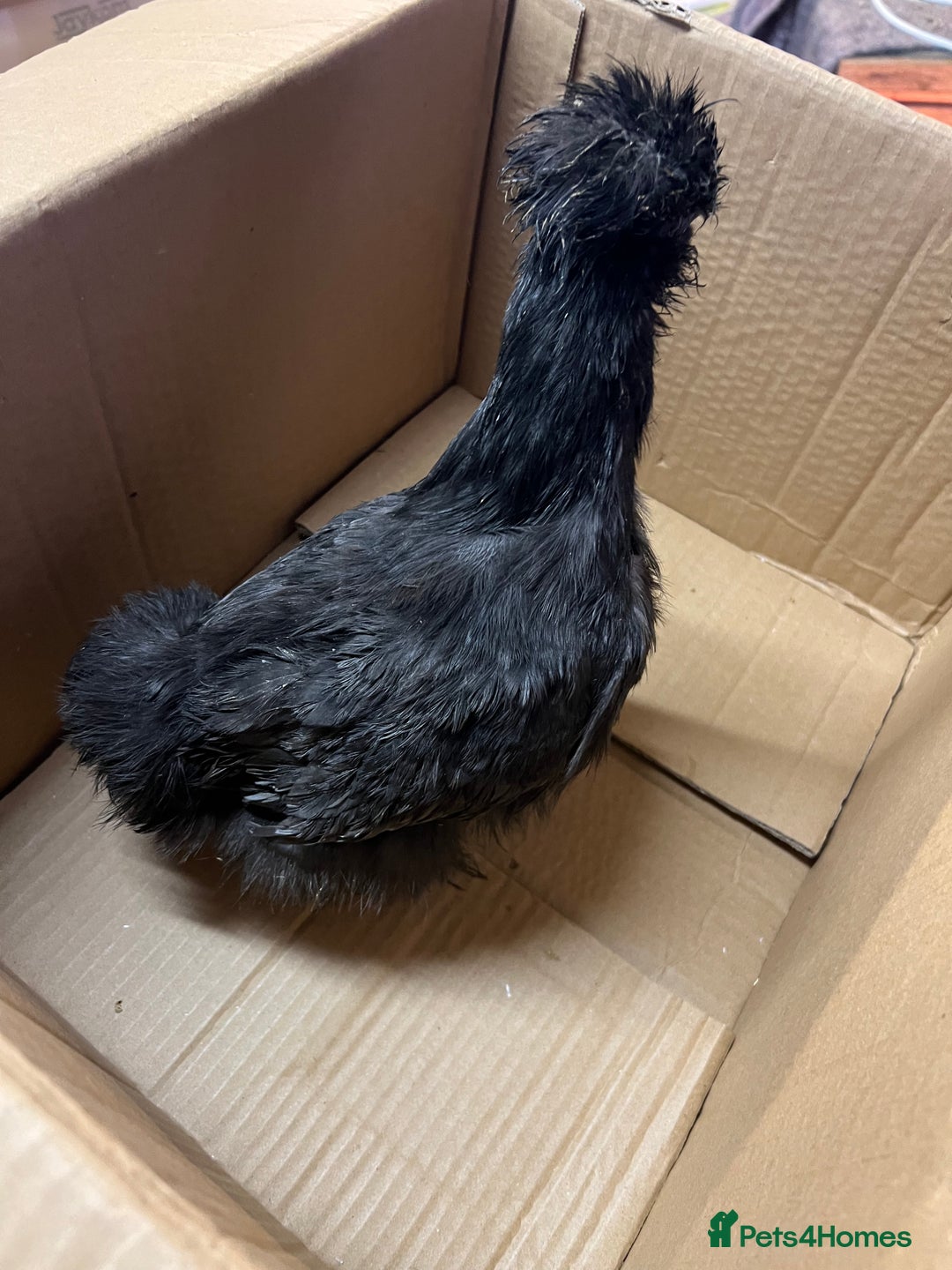 Chickens poultry for sale: White leghorns and Chicks - Advert 4