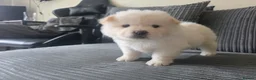 Chow Chow dogs for sale: 🐾Tiny trouble makers, ready to rule your home🐻 - Advert 15