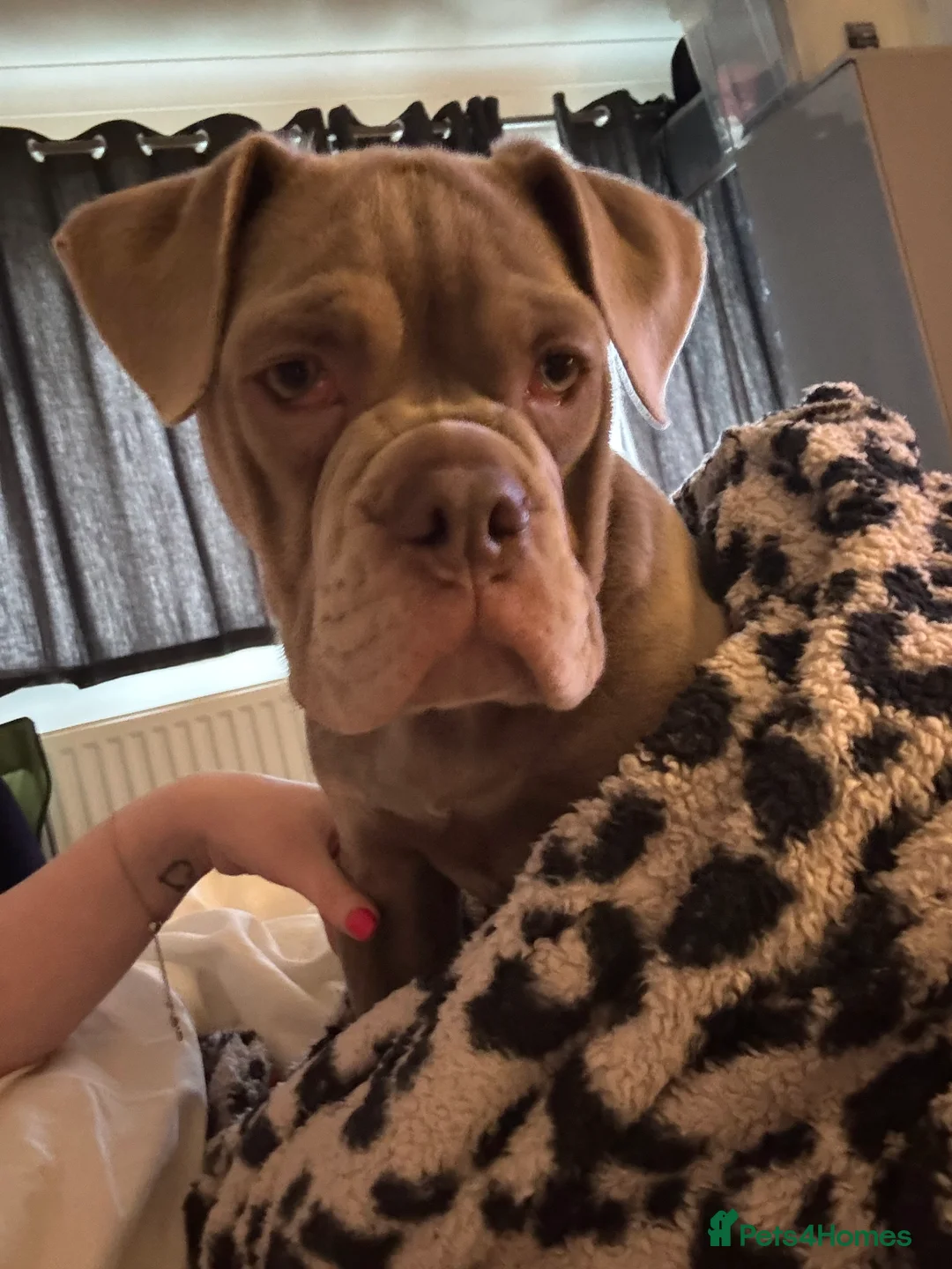 Olde English Bulldogge dogs for sale: Olde English bulldog 17weeks old - Advert 1