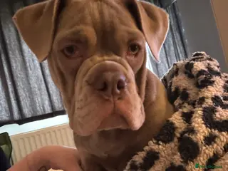 Olde English Bulldogge dogs Olde English bulldog 17weeks old - Advert 5