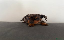 Dachshund dogs for sale: 3 dapple dachshund boys  - Image 10