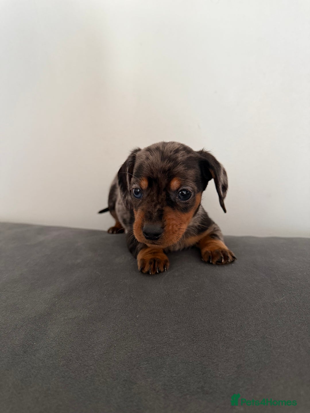 Dachshund dogs for sale: 3 dapple dachshund boys  - Image 10