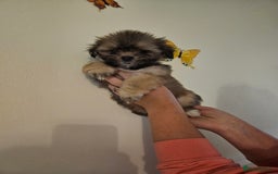 Lhasa Apso dogs for sale: Lovely pedigree puppys - Image 6