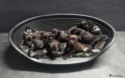 Patterdale Terrier dogs for sale: PATTERDALE PUPS FOR SALE (Nutall lines) - Image 25
