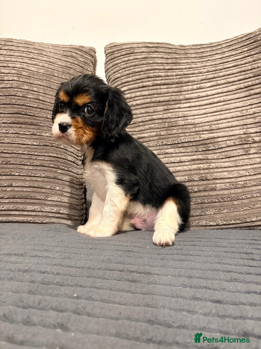 Cavalier King Charles Spaniel dogs for sale: Chocolate carriers kc  - Advert 11