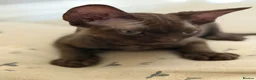 Devon Rex cats for sale: Ready July 22nd GCCF reg Devon Rex kittens - Advert 6
