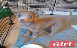 Russian Toy Terrier dogs for sale: Purebred Russian Toy long-haired - Image 23