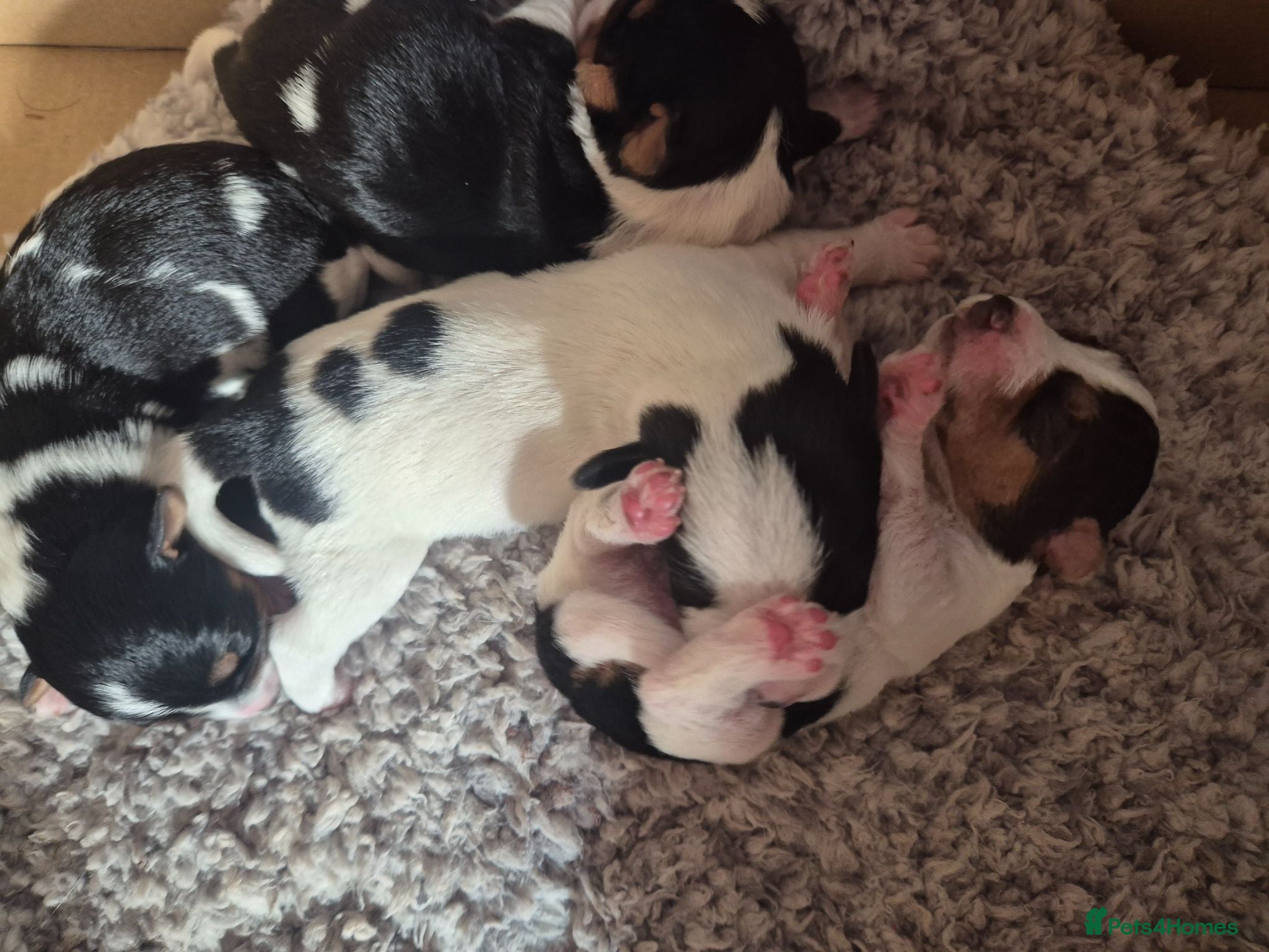 Jack Russell dogs Jack Russell puppies  - Advert 10