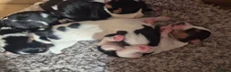 Jack Russell dogs for sale: Jack Russell puppies  - Advert 1