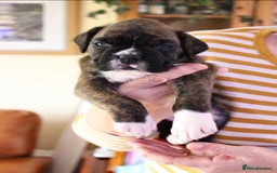 Boxer dogs for sale: KC Boxer Puppies for sale 4 Dogs 2 Bitches - Image 12
