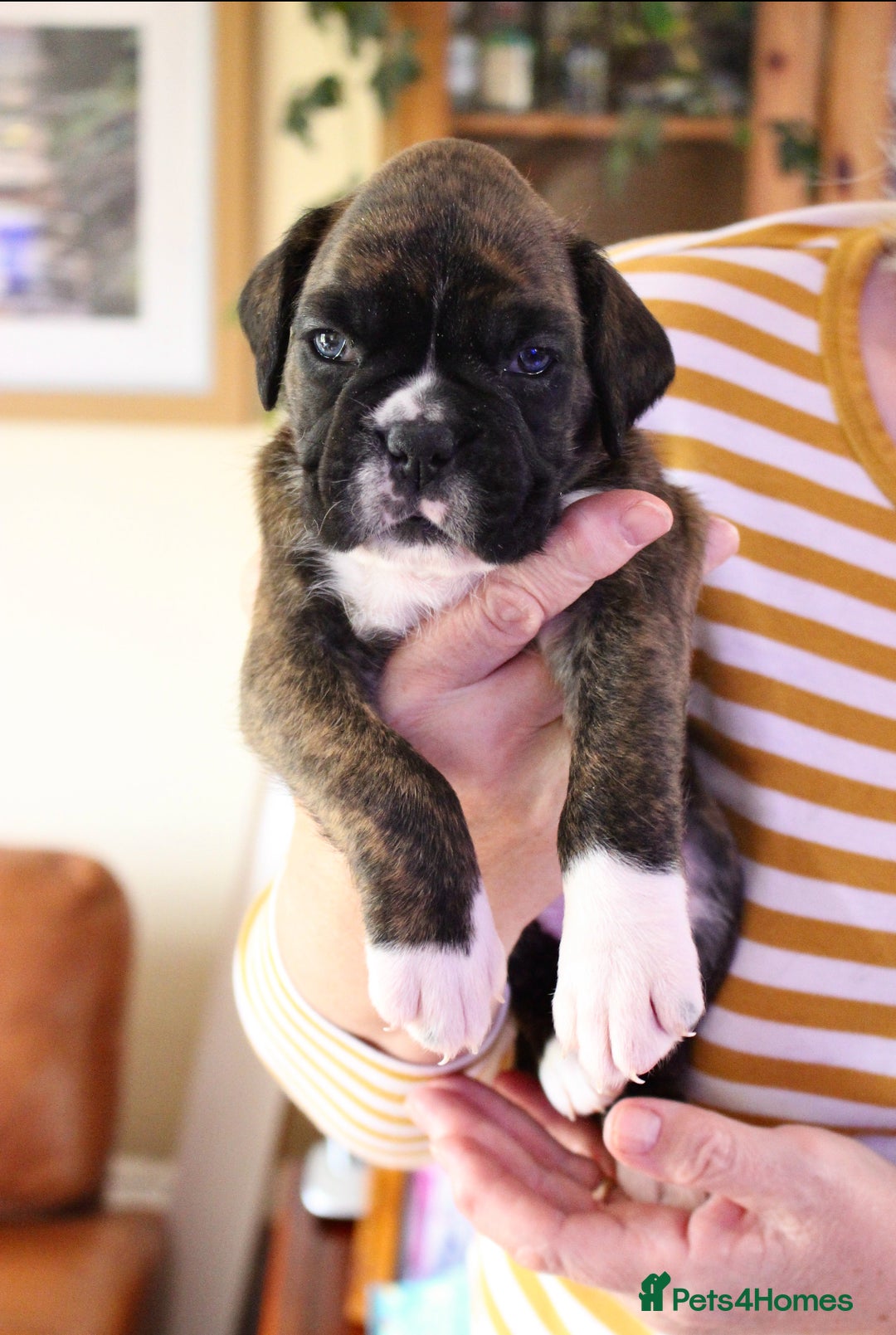 Boxer dogs for sale: KC Boxer Puppies for sale 4 Dogs 2 Bitches - Image 12