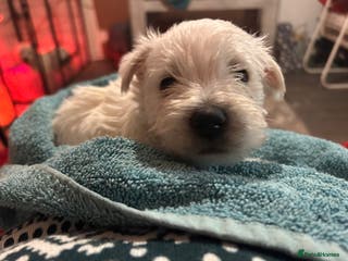West Highland Terrier dogs West highland puppies - Advert 5