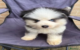 Pomsky dogs for sale: Champion bloodline f4 pomskys - Image 12