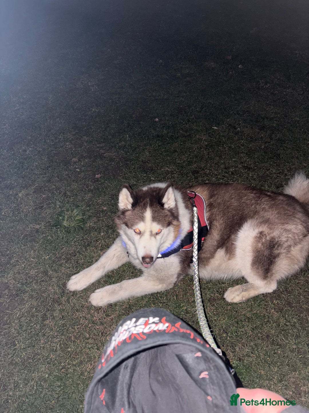 Utonagan dogs for sale: Zya the Alusky - Advert 5