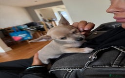 Chihuahua dogs for sale: Female Chihuahua  - Image 11