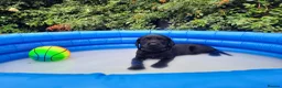 Labrador Retriever dogs for sale: KC Registered pups for sale in Rye - Advert 7