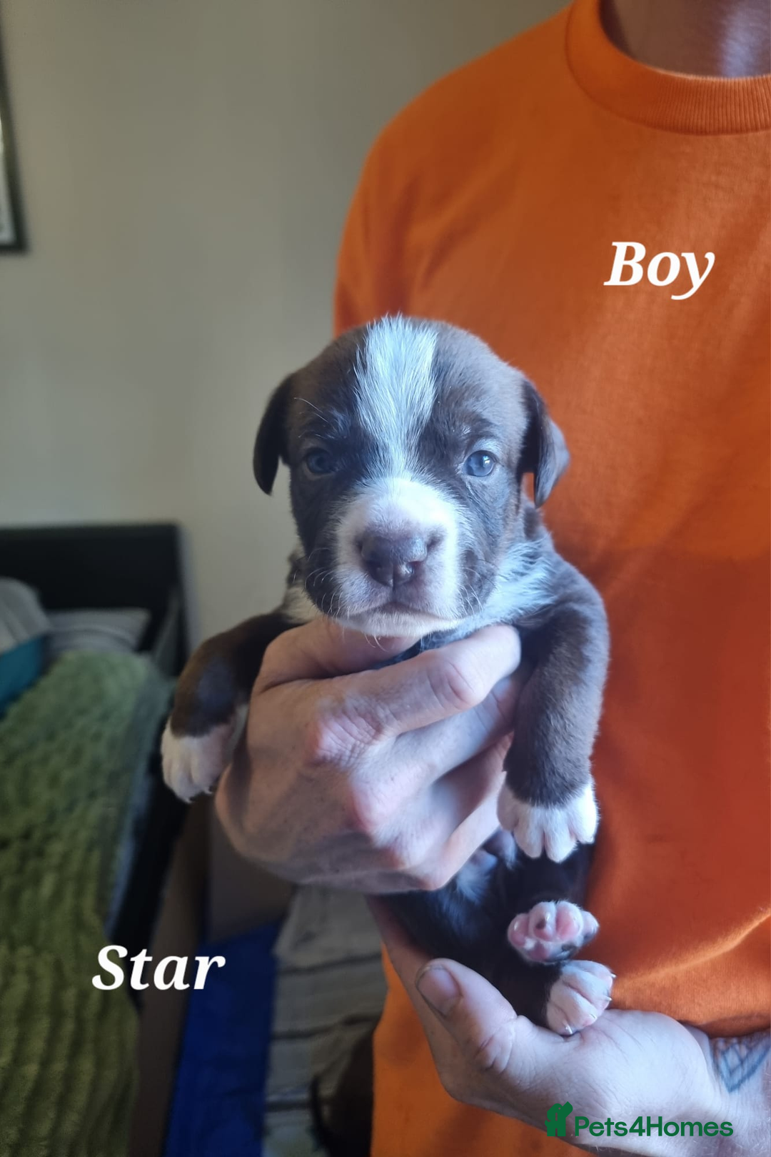Mixed Breed dogs for sale: Stacksides litter - Image 4