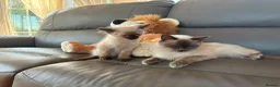 Ragdoll cats for sale: GCCF Ragdoll Kittens in Chichester - Advert 3