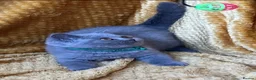 British Shorthair cats for sale: 🌟GCCF BSH 🏆Champion Bloodline 🌟5-Gen Pedigree🌟 - Advert 20