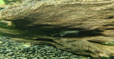 Plecos fish - Advert 12
