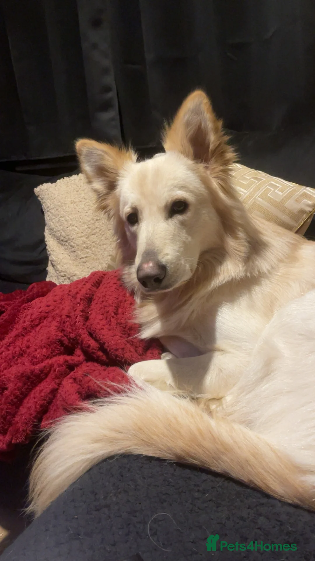 German Shepherd dogs for stud: Bolt White German Shepherd for stud in Middlesbrough - Advert 2