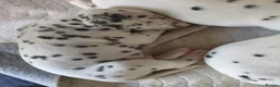 Dalmatian dogs for sale: Kc pups  - Advert 3