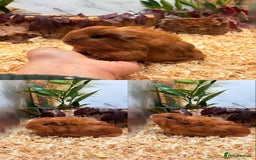 Guinea Pig rodents for sale: ✨Lots of Baby boy Guinea Pigs ✨🐹🩵 - Image 22