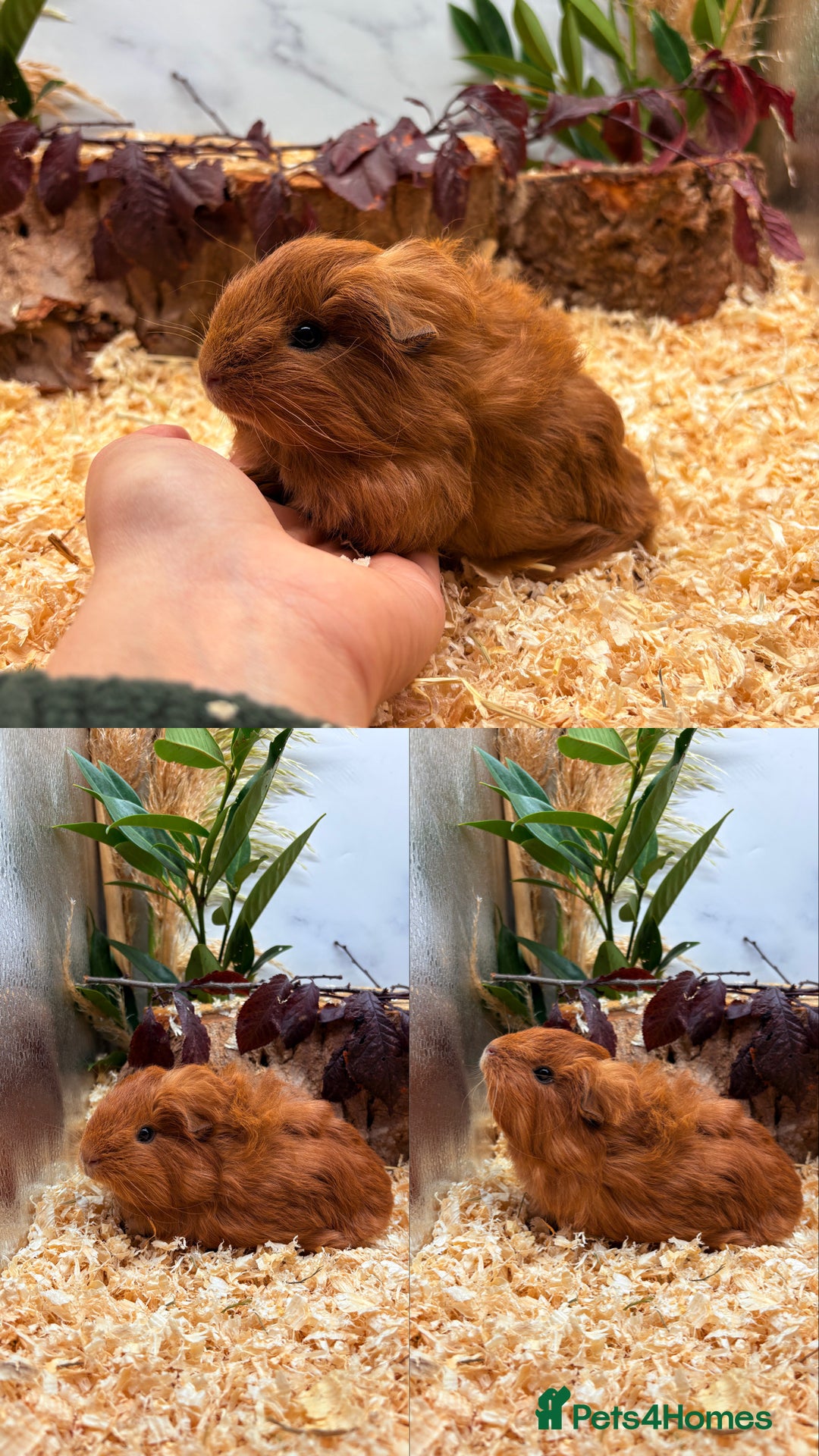 Guinea Pig rodents for sale: ✨Lots of Baby boy Guinea Pigs ✨🐹🩵 - Image 22