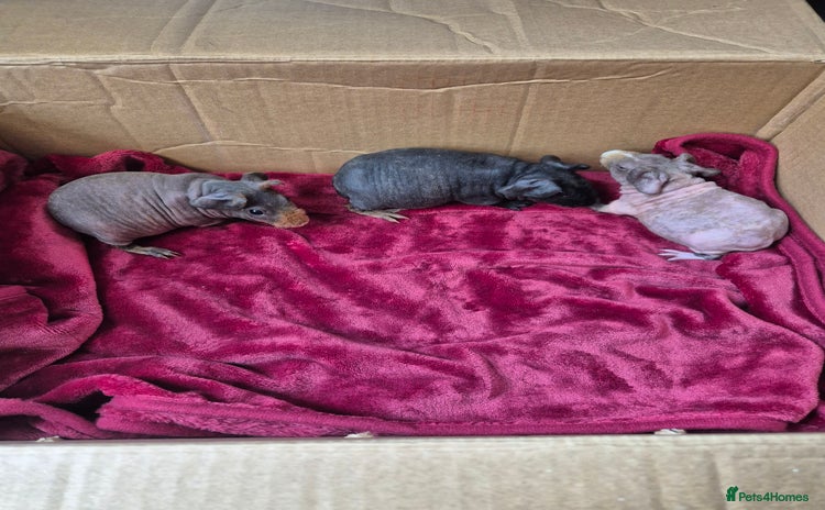 Guinea Pig rodents Baby Male Skinny Pigs For Sale  - Advert 5