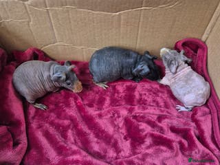 Guinea Pig rodents Baby Male Skinny Pigs For Sale - Advert 20