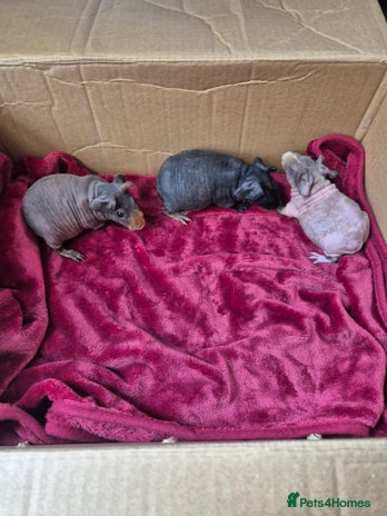 Guinea Pig rodents Baby Male Skinny Pigs For Sale - Advert 1