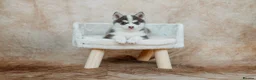 Pomsky dogs for sale: F4 Pomsky Puppies - 2 blue eyed girls left  - Advert 30
