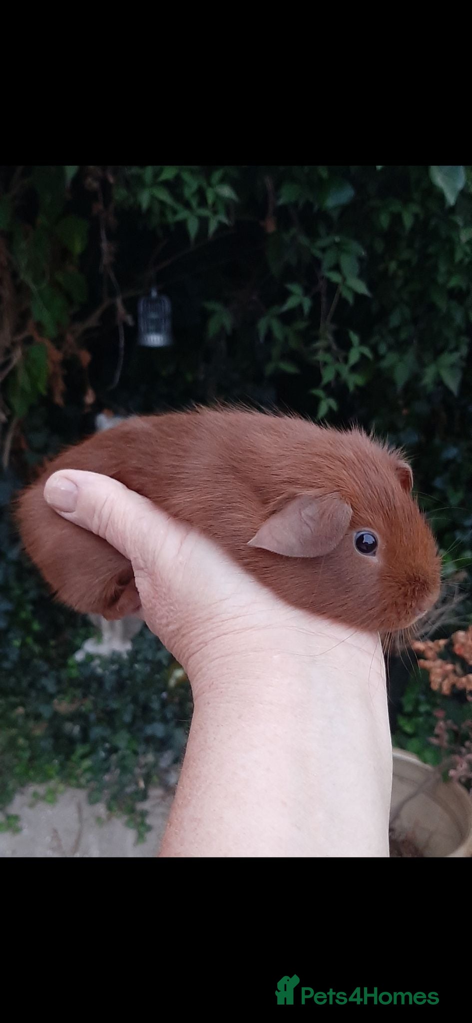 Guinea Pig rodents Guinea pig baby boys. - Advert 21