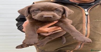Labrador Retriever dogs - Advert 10