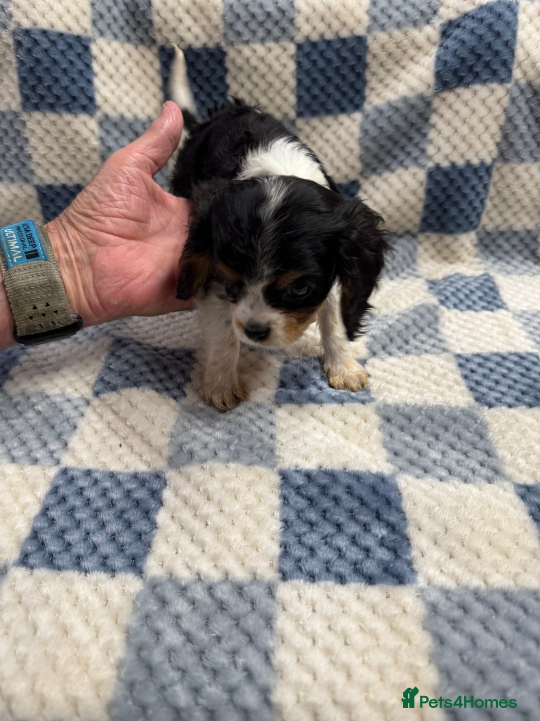 Cavalier King Charles Spaniel dogs for sale: Cavalier King Charles pups  - Advert 17