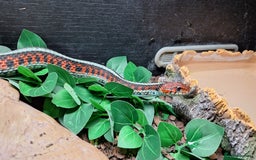 Garter Snake reptiles for sale: Californian red-sided garter snake  - Image 1