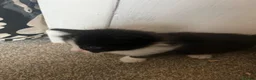 Mixed Breed cats for sale: Kittens ready for forever home  - Advert 9